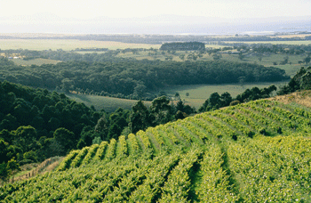 Yarra Valley a must see and to do - perfect for a self drive day trip from Melbourne 